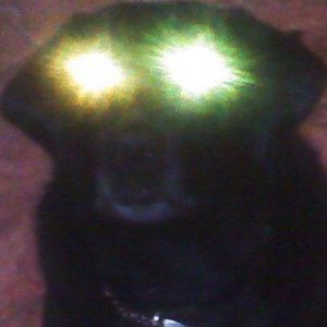 Meet your Posher, Kent